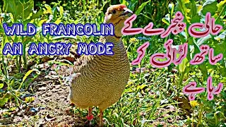 jungali teetar ki awaz | wild francolin sound | Teetar ki boli | grey Partridge |