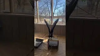 Watch Sid the Turkey Vulture Shake It Off! 🤩 #animals #taylorswift