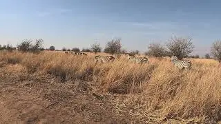 Tarangire zebras