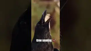 😱Crow smoking || rare moments || crow sound #shorts #youtubeshorts #viral #video #short #comedy 🚭🤯🥺