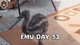 Emu Life Day 53 - Baby Ostrich makes himself handsome, good boy