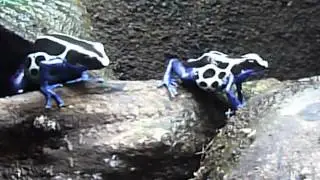 Tinctorious Oyapok, feeding on fruit fly.