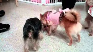 Zoeys First Puppy Birthday Party!!