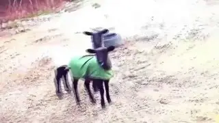 Jingle Bells (Goat Version)