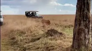 Lone lioness hunting eland