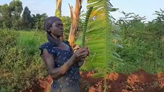 How to plaster a mud house using cow dung/African village life