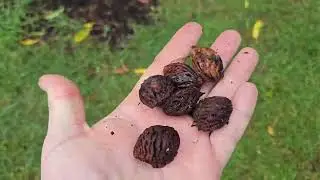Peach Perfection: How to grow trees from Pits! Pt1 #garden #homestead #mountains #wildlife #viral