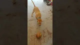 #soccerdog #vibewithus