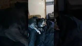Dreaming about food pug