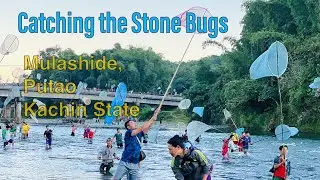 Catching eatable stone bugs at Putao | ပူတာအိုဒေသကျောက်ကြမ်းပိုးဖမ်းခြင်း