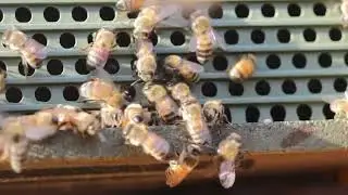 Bee activity is pollinating flowers🐝🌻🌻
