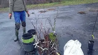 (Afr) Foodforest, Laaste vrugteboompies geplant. 25.12.2025