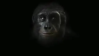 Darwin's theory of human evolution.