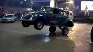Crazy Lowrider Beetle