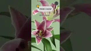 Lily Flower Facts #shorts #lilyflower #flowerfacts