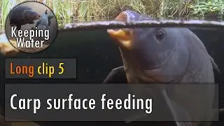Long Clip 5:  Carp surface feeding