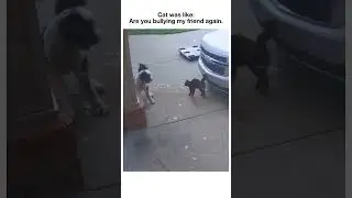 Cats save chicken from a dog #shorts #cat #chicken #dog