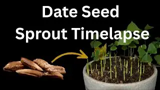 Watch Date Seeds & Clover Sprout | 1-Minute Plant Timelapse