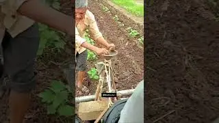 Applying fertilizer to cotton plant#fertilizer #cotton #farmer #kisan