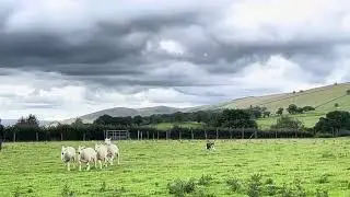 Meg - Lot 56 Dolgellau Sheepdog sale
