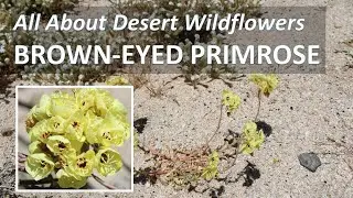 Superbloom BROWN-EYED PRIMROSE Chylismia claviformis Anza-Borrego Desert Super Bloom
