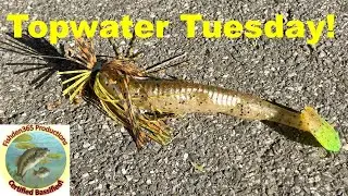Topwater Tuesday Fishing