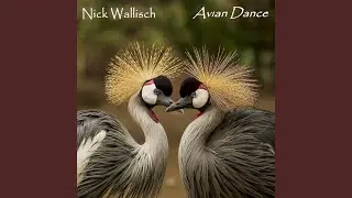 Avian Dance