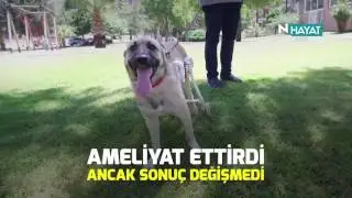 N Hayat... Engelli hayvanlar i&ccedil;in y&uuml;r&uuml;te&ccedil;