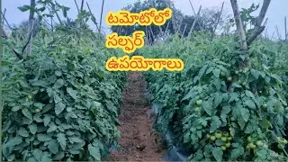 Day 79 | టమోట లో సల్ఫర్ Sulpher పాత్ర 🍅|ఆదర్శ రైతు