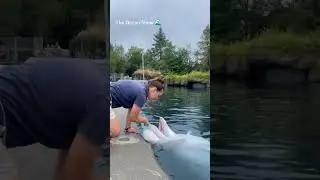 Health checkup 🌊🐬 The Ocean Show 🌊#killerwhales #orca #dolphin #trending #whale #orcalife #animals