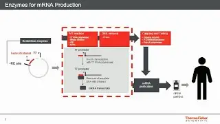 Critical Raw Material for mRNA-based Vaccine Development