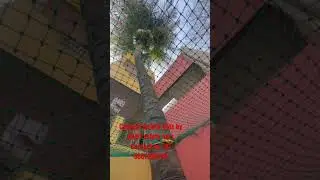#coconut safety nets #balcony safety nets # pigeon safety nets
