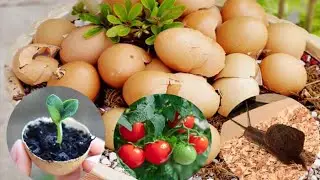 how to Use Eggshells for Plants Fertilizer in the Garden | 4 Ways to Use Eggshells for Gardening