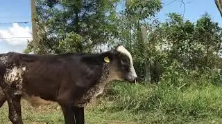 Girolandas especializadas para lecheria