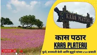 कास पठार | Kaas Pathar, Satara | Kaas Plateau - 2024