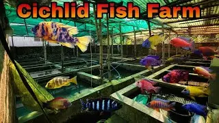 Behind the Scenes at a Cichlid Fish Farm 🐟 | Breeding, Care & Secrets Revealed