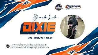 Black Lab || 7 months old || Dixie || Best Dog Trainers in VA 