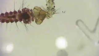 Corethrella cf. fulva larva feeding on culicid