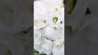 The Pure Elegance of a White Rose 🌹 2024 11 06