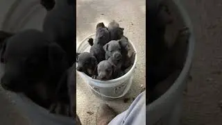 Lusty Crain Blue Lacy - Bucket full of Puppies