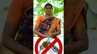 கொசு, ஈ தொல்லை | #tips #tipsandtricks #shorts #shortsfeed #youtubeshorts #mosquito #housefly