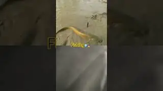 #fishing #mudwaterfishing #mudfish #automobile #fish #fishcathing #bigfish #bigcatfish #fishcatching
