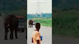 How to be dominant-Elephant blocks the Road#silenthustlerug #uganda