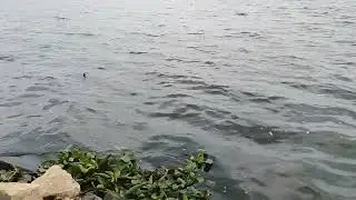 Nevta Dam Jaipur