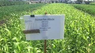 MN Soil Health Coalition Top 5 Cover Crop Mixes: Balance Plus
