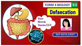 BIOLOGY FORM 4 CHAPTER 9 (9.5) DEFAECATION, ROLE OF BACTERIA, FORMATION OF FAECES