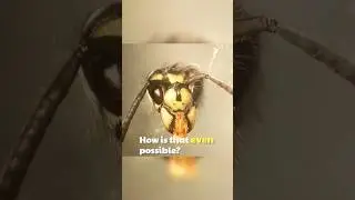 Headless Wasps: A Deadly Threat 😳 #shorts