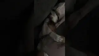 Half brother half hearted fight.   IMG 2590 #dog #bulldog #dixie