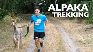 Wandern mit Alpakas - FitMit Alpaka Trekking