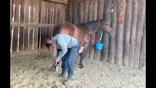 Chewie - voluntary hoof care and trimming at liberty with clicker training